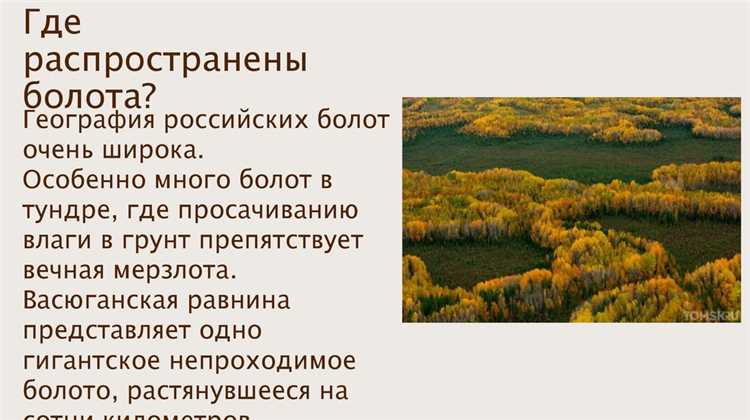 Методы наблюдения за растительностью для выявления болота