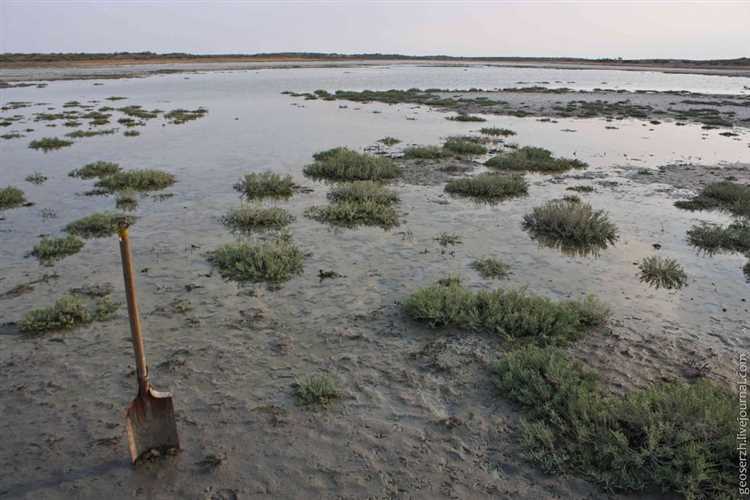 Как определить уровень влажности почвы и её особенности