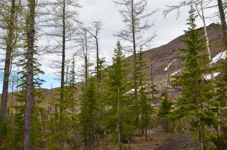 Ответственность за самовольную рубку лесных насаждений