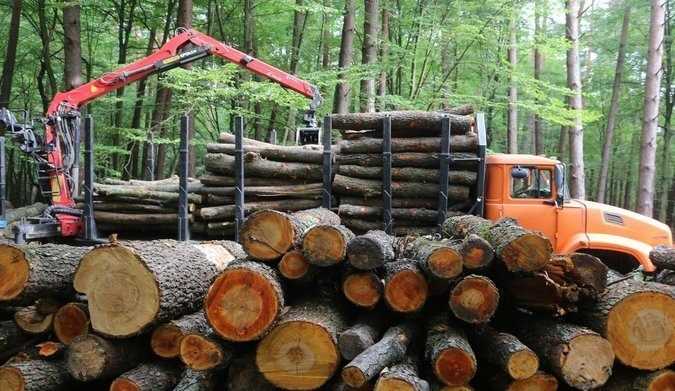 Какая ответственность предусмотрена за нарушение правил использования лесов Какая ответственность предусмотрена за нарушение правил использования лесов