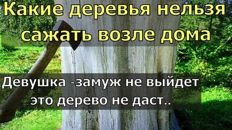Спил деревьев, растущих на частной территории владельца участка