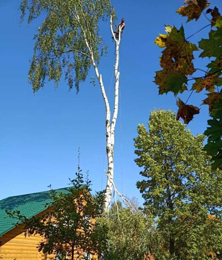 Деревья, угрожающие постройкам или инженерным сетям на участке