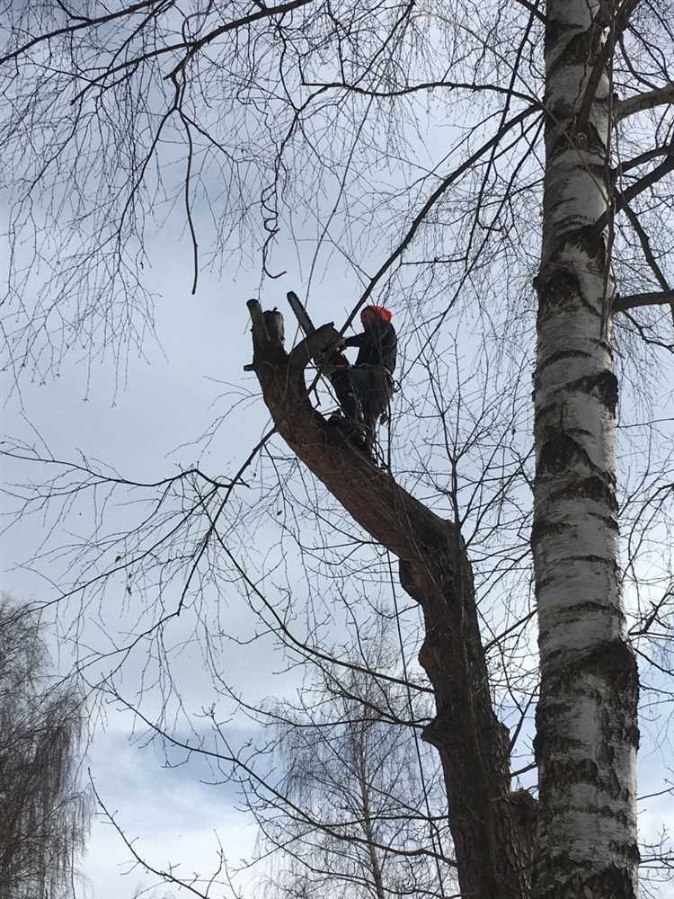 Какие деревья можно пилить без разрешения возле дома Какие деревья можно пилить без разрешения возле дома