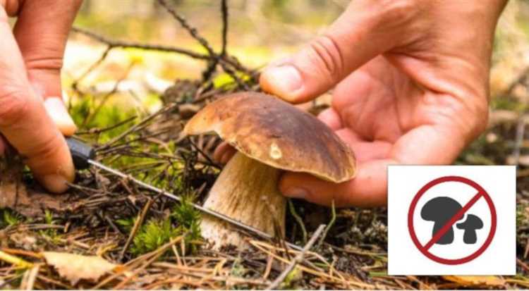 Что делать, если случайно сорвал запрещённый гриб