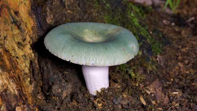 Где можно посмотреть актуальный список охраняемых грибов