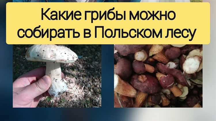 Чем грозит сбор грибов, занесённых в Красную книгу