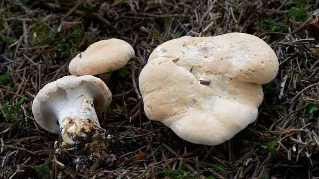 Какие грибы нельзя собирать по закону