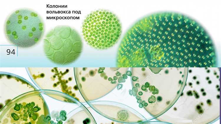 Квоты и установление минимальных цен в соглашениях