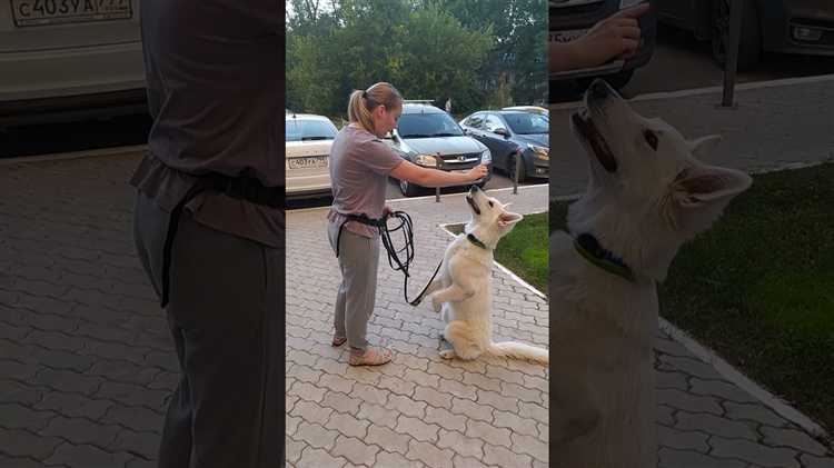 Поведение военнослужащих при общении с равными по званию