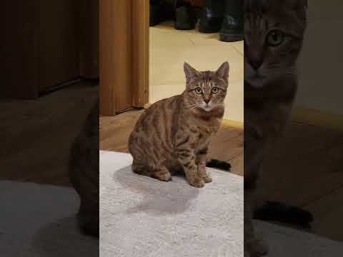 Ситуации во время занятий и учений, когда команда не подаётся