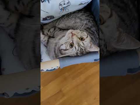 Кто первый встал того и Кто первый встал того и