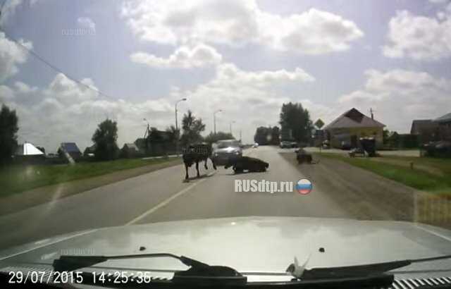 Особенности определения виновности при ночных ДТП с животными