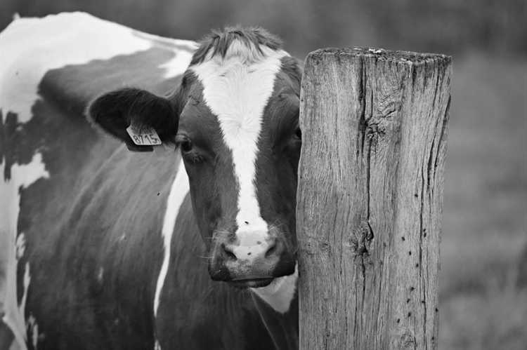 Кто виноват если ночью сбил корову Кто виноват если ночью сбил корову