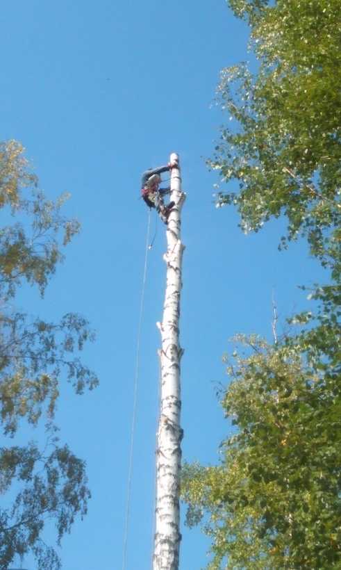 Пошаговая инструкция подачи заявки на спил аварийного дерева