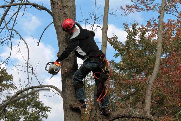 Правила безопасного проведения спила и утилизации древесины