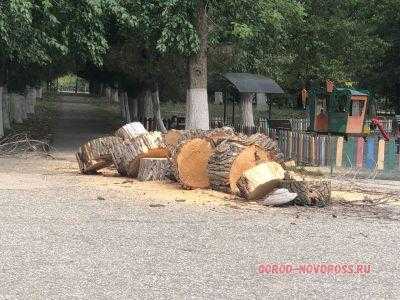 Особенности оплаты и сметы работ по спилу аварийных деревьев