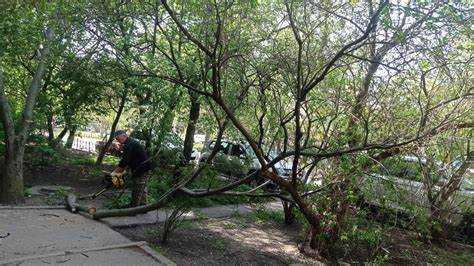 Как определить, что дерево аварийное и требует спила