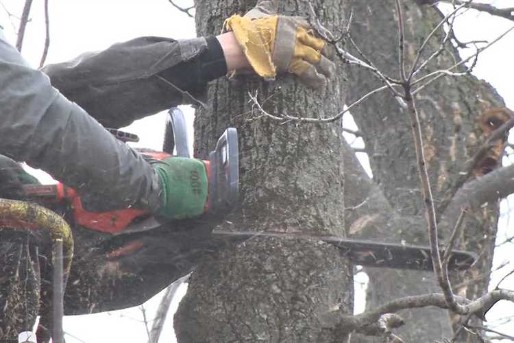 Куда обращаться по поводу спила аварийных деревьев Куда обращаться по поводу спила аварийных деревьев