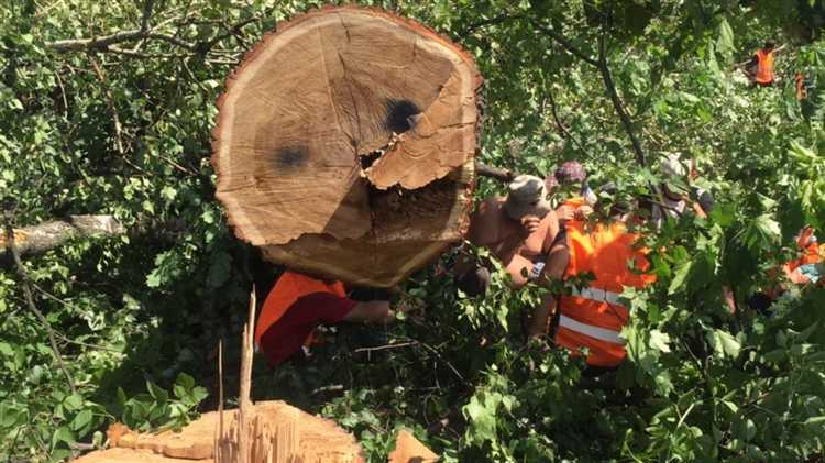 Как обжаловать бездействие чиновников при жалобах на вырубку