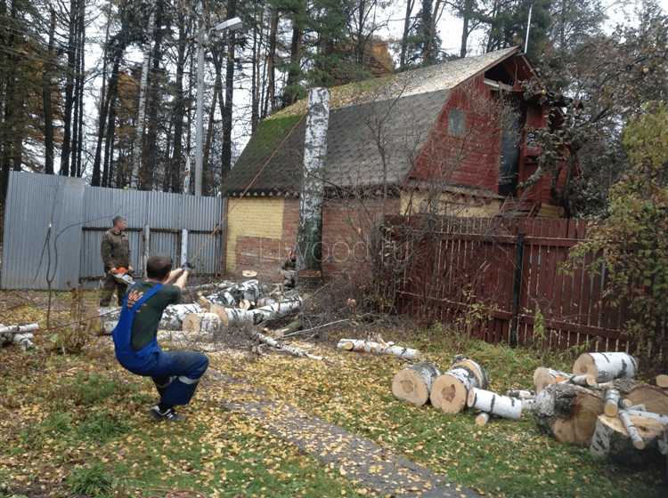 Какие органы отвечают за контроль вырубки деревьев в Москве