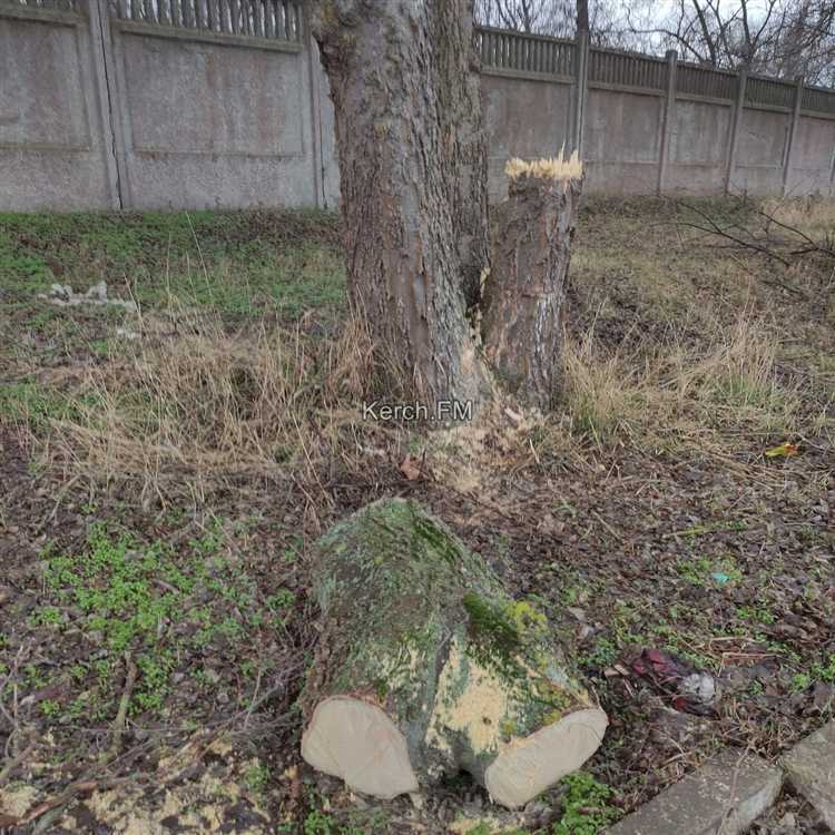 Какие документы приложить к жалобе для подтверждения факта вырубки