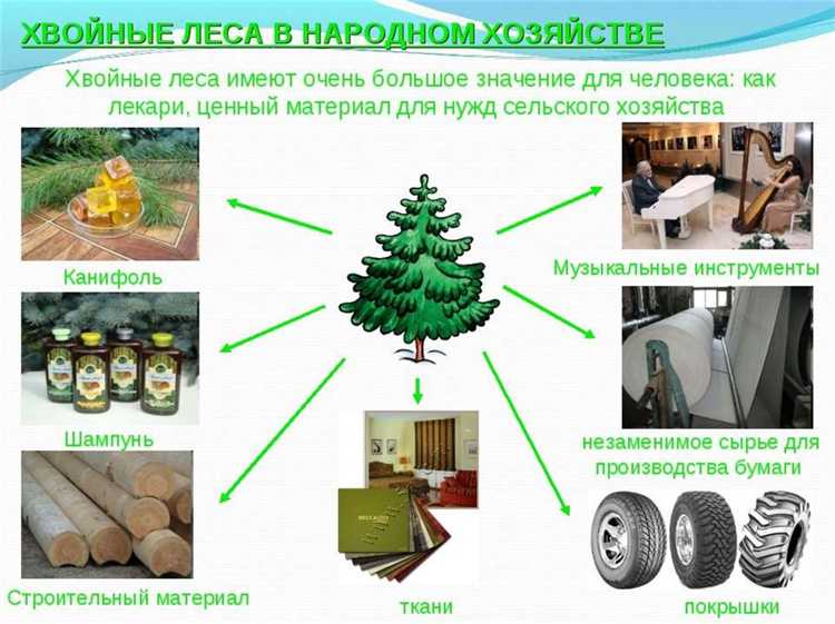 Ответственность за нарушение правовых норм в отношении лесного участка