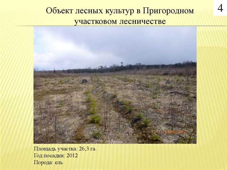 Особенности государственной регистрации лесных участков