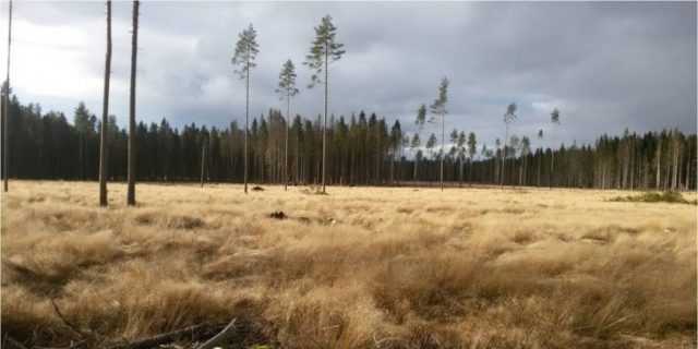 Ограничения и запреты при эксплуатации лесного участка