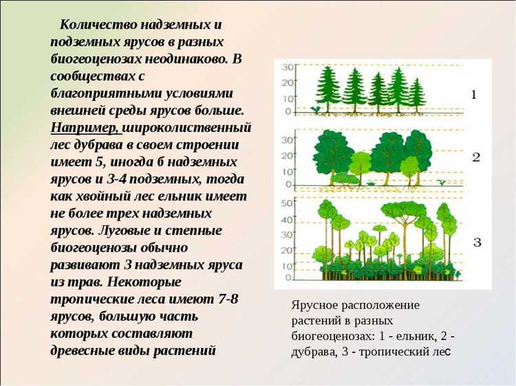 Особенности оформления договоров аренды лесного участка