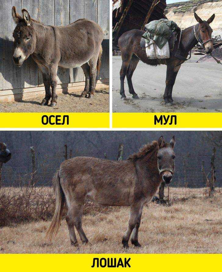 Влияние лесосеки и делянки на экологическую обстановку и биологическое разнообразие