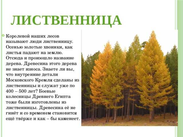 Лесосека и делянка в чем разница Лесосека и делянка в чем разница