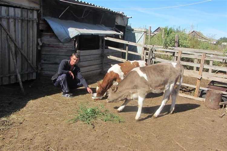 Как оформлять землю для ЛПХ и КФХ: особенности оформления документов