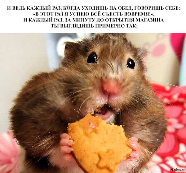 Нормативные требования к времени обеденного перерыва в трудовом кодексе