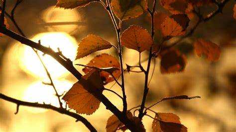 Чем обеспечивается исполнение имущественного обязательства