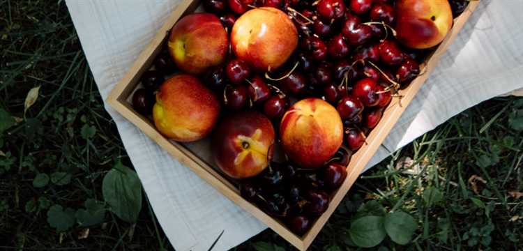 Роль состава сиропа в процессе обезвоживания фруктов