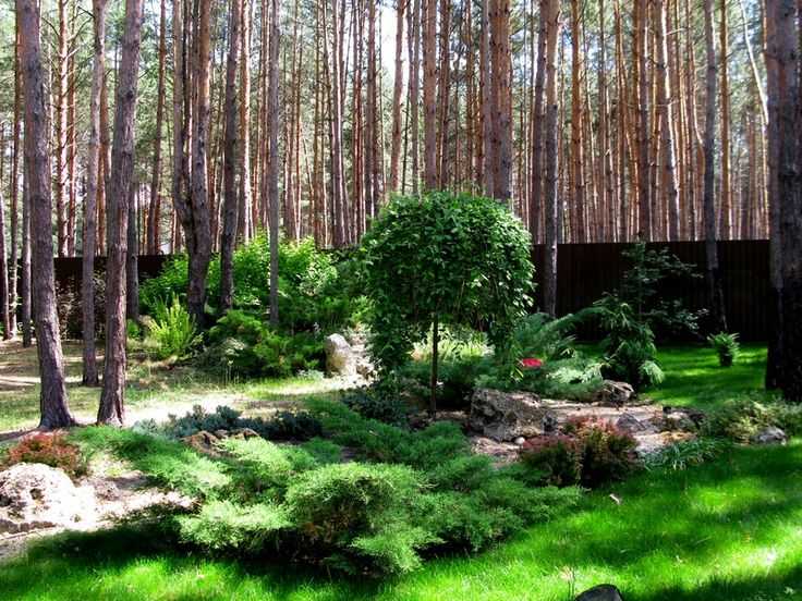 Типовые ошибки при реализации рекреационных проектов в лесу