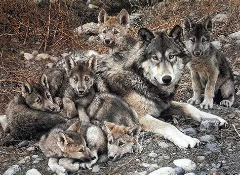 Когда объявляют международный розыск и кто принимает решение