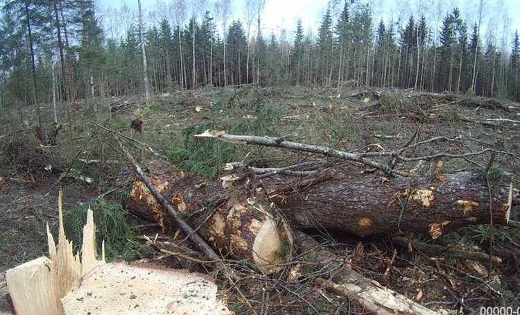 Контроль за проведением рубки в защитных лесах