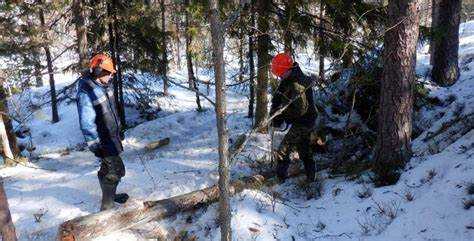 Виды работ, допускаемых в защитных лесах