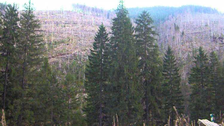 Правовые основания для рубки в защитных лесах