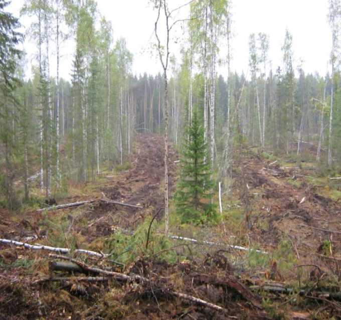 Рубка леса в защитных лесах когда можно Рубка леса в защитных лесах когда можно