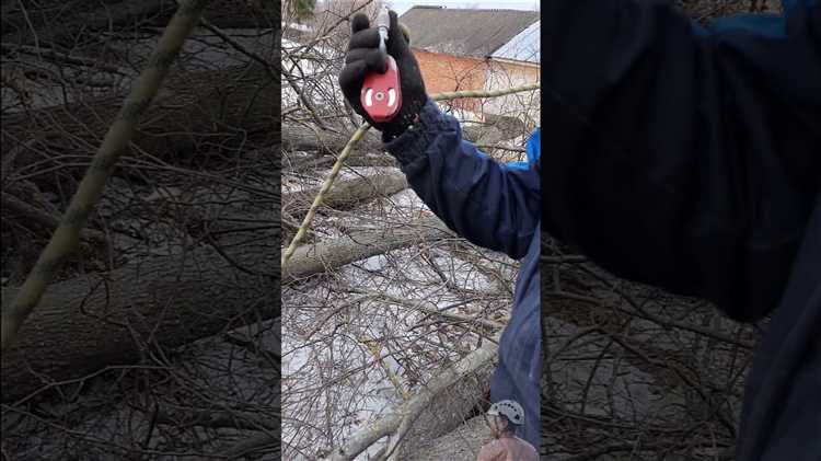 Как выбрать безопасное время и условия для спила деревьев