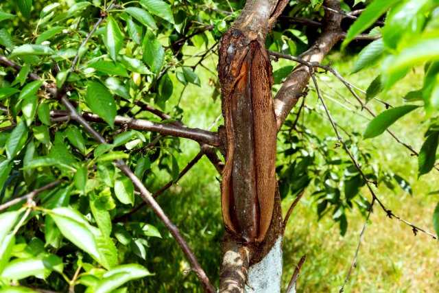 Как правильно утилизировать древесные отходы после спила