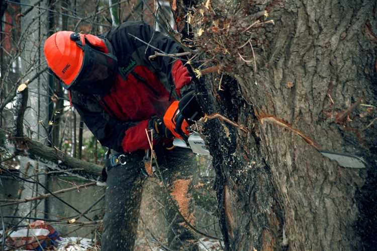 Как определить, что дерево является аварийным по признакам и нормативам
