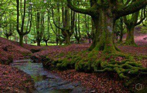 Заготовка древесины: правовые и технологические основы