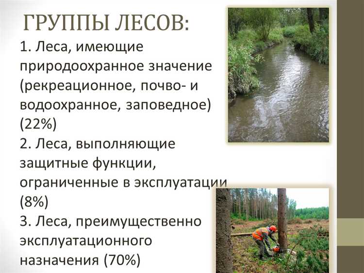 Меры по восстановлению лесных насаждений после рубок