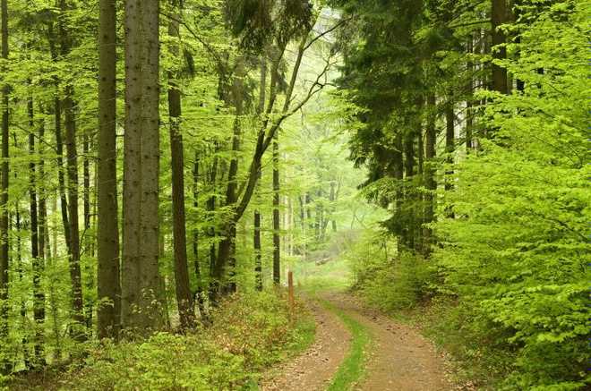 Какой вид деятельности является главным в использовании лесов Какой вид деятельности является главным в использовании лесов