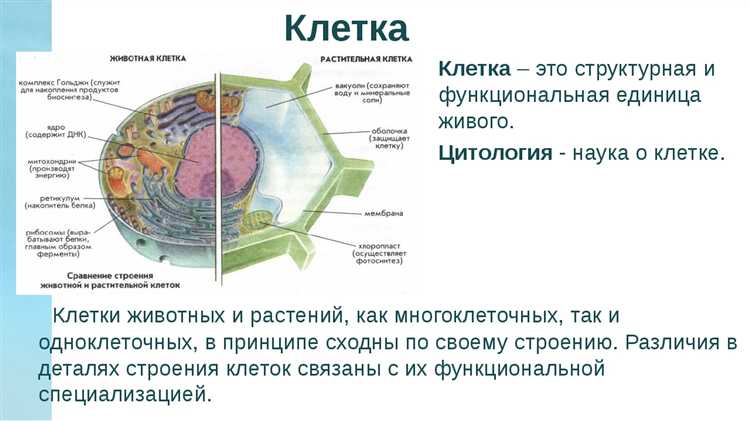 Влияние наличия клетки на процесс судебного разбирательства