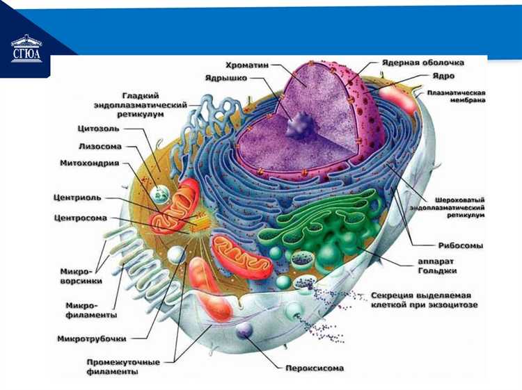 Правила использования и безопасность при содержании в судебной клетке