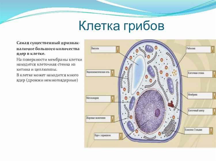 Терминология и официальное название судебной клетки